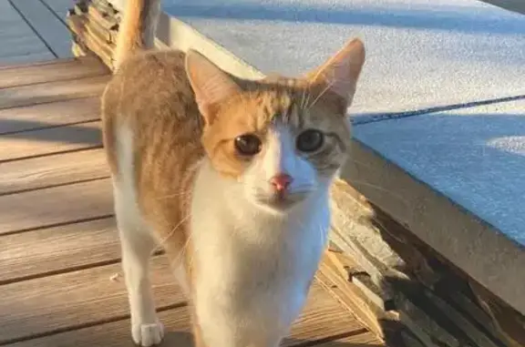 Lost Cat Alert: White & Ginger Male - Gqeberha!
