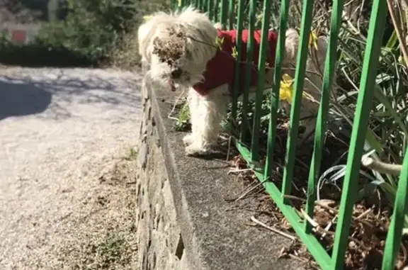 Chien perdu Vals-les-Bains, photo : Alerte: Bichon Nala, 16 ans, perdue