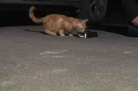 Chaton craintif trouvé à Combourg - photo