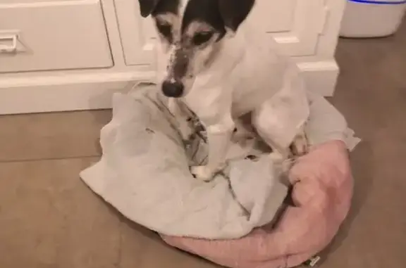 Jack Russell âgé trouvé à Hautvillers - photo