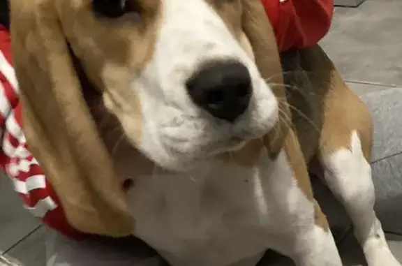 Chiot Beagle retrouvé à Cormelles - photo