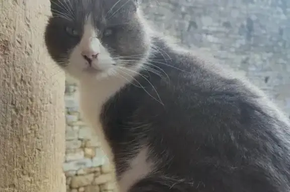 Chat borgne trouvé - Causse-et-Diège - photo
