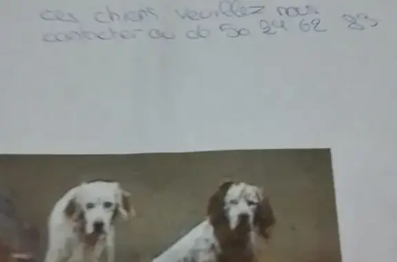 Animaux perdus Figanières, photo: Chiens setters perdus D54