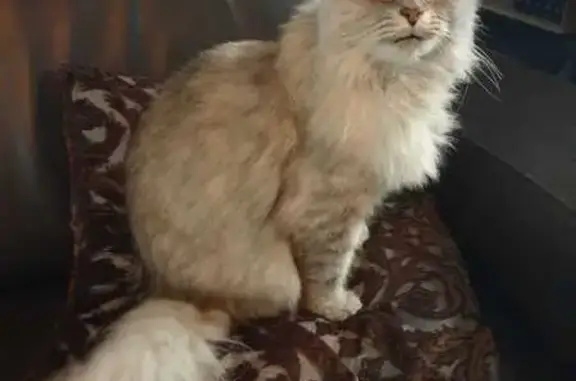 Lost Siberian Cat Nina - Green Eyes & Chipped