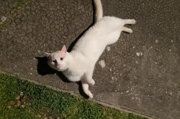 Chat européen trouvé à Verrie - photo