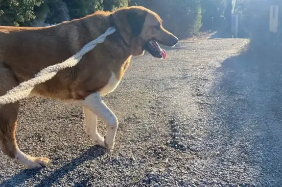 Chien trouvé Aix-en-Provence, photo: Chien perdu à Gardanne retrouvé