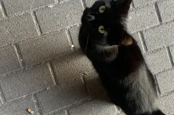 Chat sociable trouvé à Valenciennes - photo
