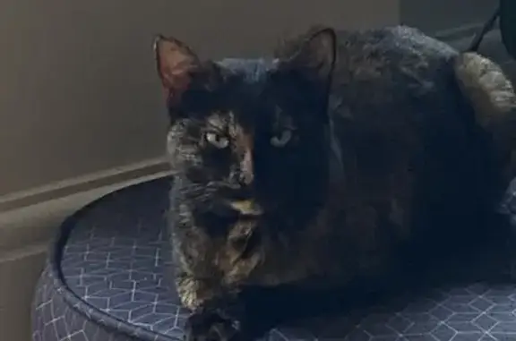 Chatte écaille perdue, Ménil-Hubert - photo