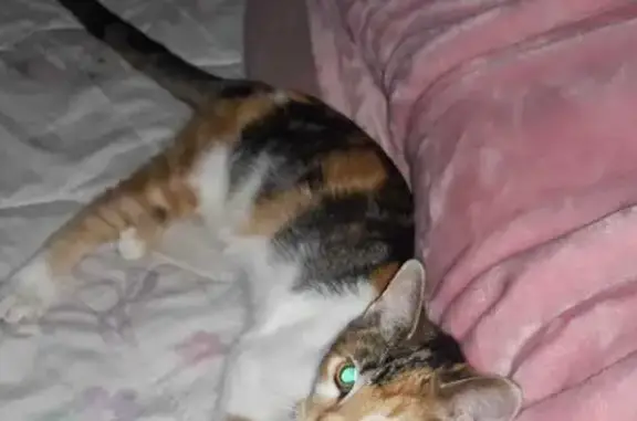 Lost Tortie Kitten Luna - Beechcraft Ave, 38!