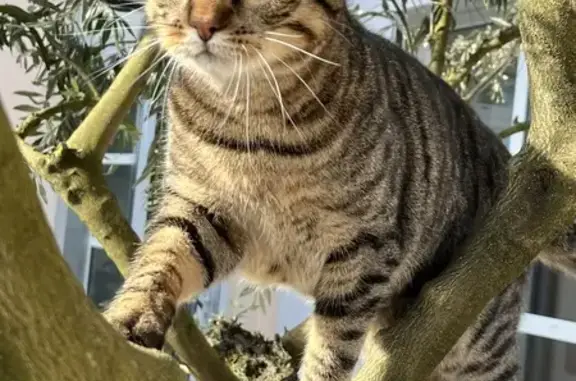 Chat perdu, Dardilly, photo: Simba, chat tigré perdu à Dardilly