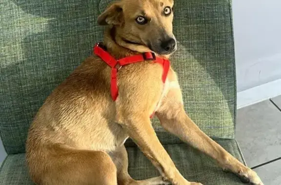 Lost Hazel-Eyed Mix Breed - Microchipped!