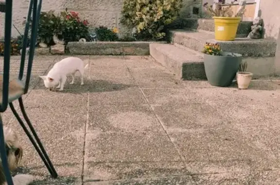 Chien perdu Plouider, photo : Chihuahua blanc perdu - Prunelle