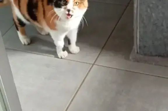 Chatte trouvée à Beignon - photo