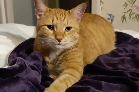 Lost Ginger Cat - Small Head, Ring Tail #47