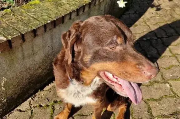 Chien mâle marron perdu - D386 - photo