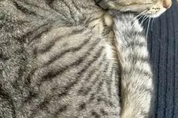 Chaton tigré avec collier trouvé - photo