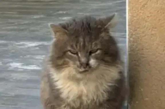 Chat craintif et malade trouvé - photo
