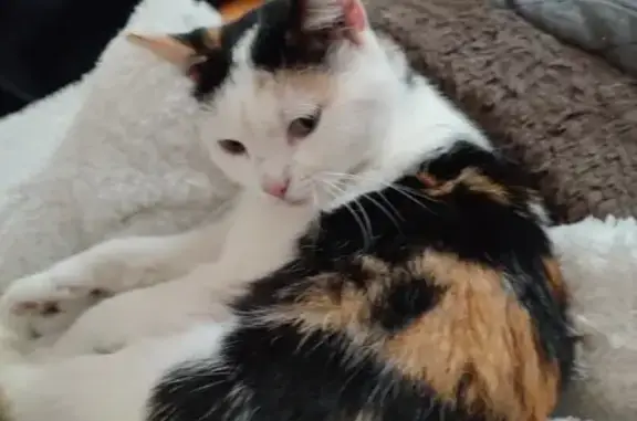 Chat écaille trouvé à Laval - photo