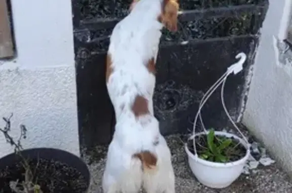 Chien vif retrouvé à Châteauneuf - photo