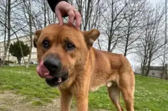 Chien mâle perdu près du lycée - photo