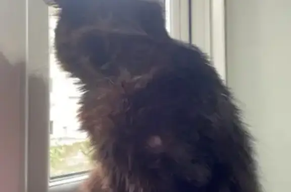Lost Black Cat Dave in Canterbury - Help!