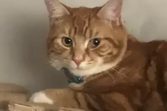 Lost Ginger Cat Fliggy - Seen Him? Call Now!