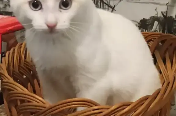 Chat perdu, Laval, photo: Chat blanc Junior perdu à Laval