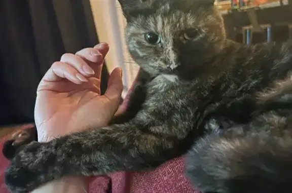 Lost Friendly Female Cat in Greenacres 40!