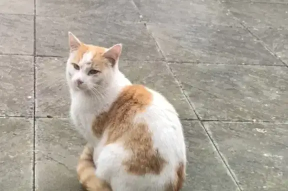 Chat roux et blanc perdu - photo