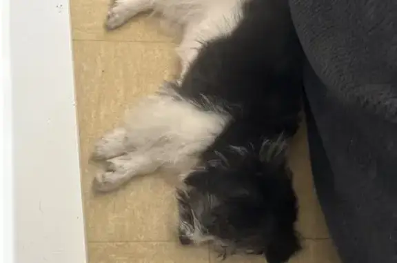 Chien perdu: femelle bicolore - photo