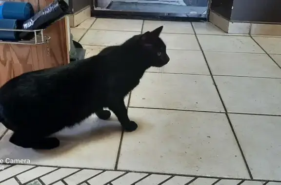 Chat noir castré trouvé à La Brûlatte - photo