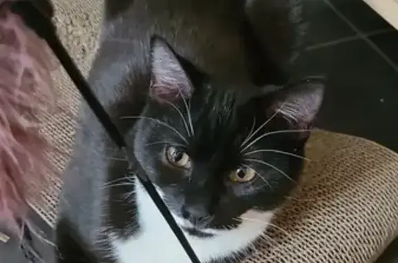 Animaux perdus , photo: Chaton perdu aux Étangs #46