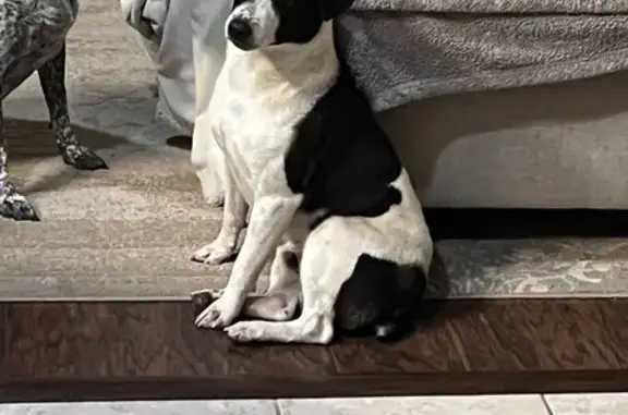 Lost Pup Alert: Friendly Jack Russell Mix!