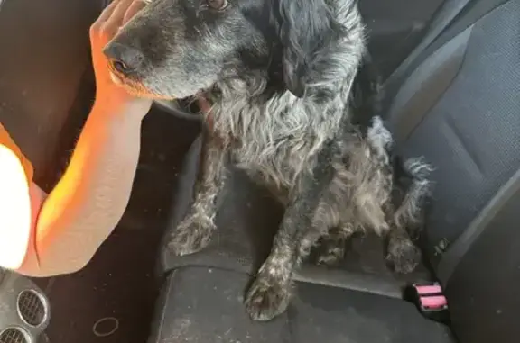 Chien épagneul trouvé à Auchay - photo