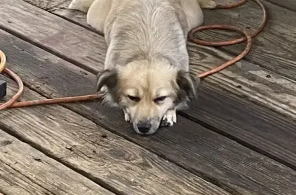 Lost and found pets , photo: Lost Dog Alert: Cream, Small Female Near 243 & 1484