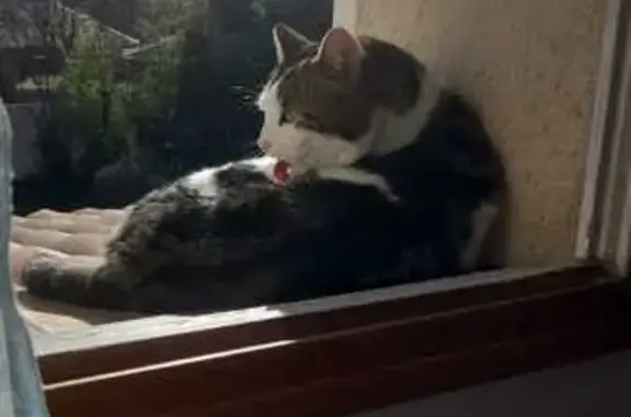 Chat Boubou perdu au Rouret - photo