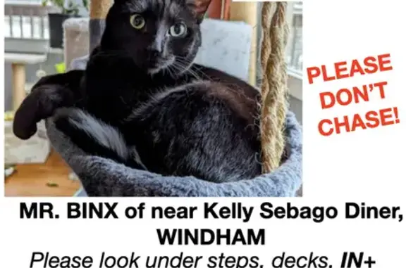 Missing cat , photo: Lost Black Cat Mr. Binx - Seen Near St Joseph!
