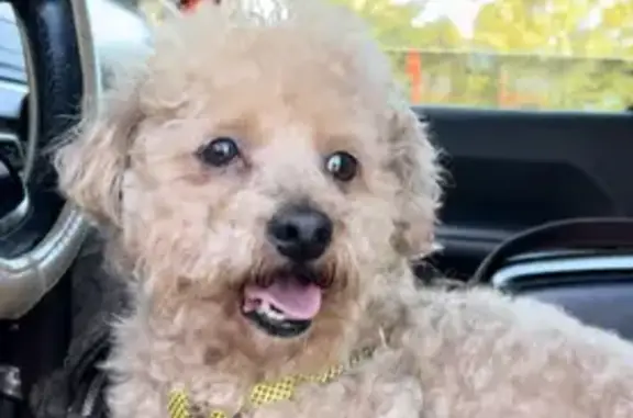 Lost Toy Poodle on Bruce Rd, Greenville!