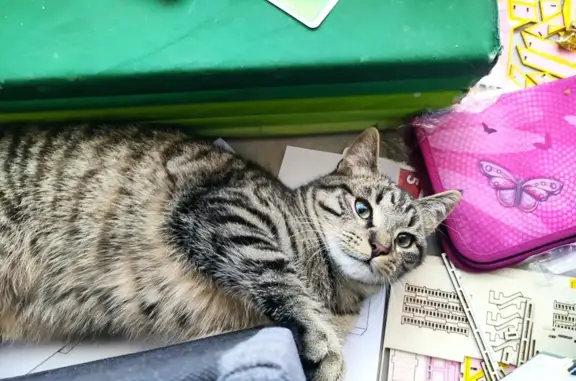 Chat jeune mâle trouvé à Saint-Julien - photo