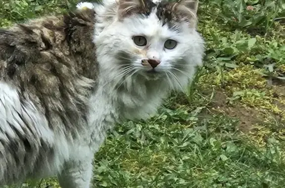 Chat errant femelle peureuse trouvé - photo