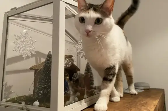 Chat perdu, , photo: Avis de recherche: Chat Naboo