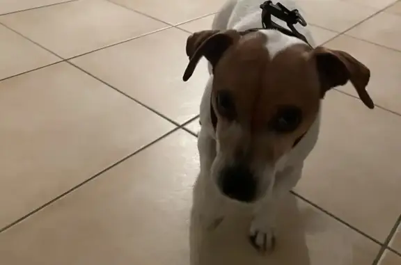 Chien perdu Velaux, photo : Jack Russell perdu à Velaux