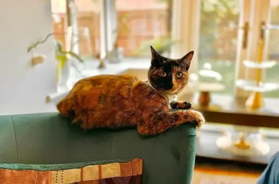 Lost Torti Cat - Yellow-Green Eyes on Wilton 18!