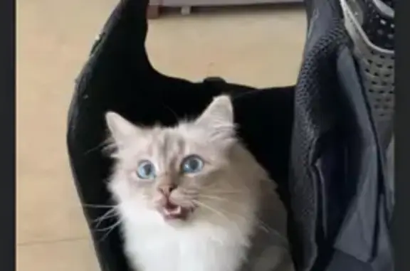 Chat perdu, Nevers, photo: Chatte Birmanie perdue à Nevers