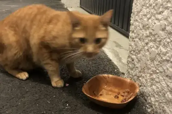 Chat trouvé affamé à Viviers-du-Lac - photo