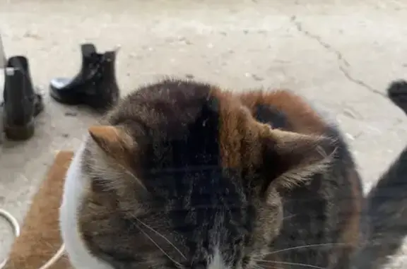 Animaux trouvés , photo: Chatte tricolore trouvée, câline