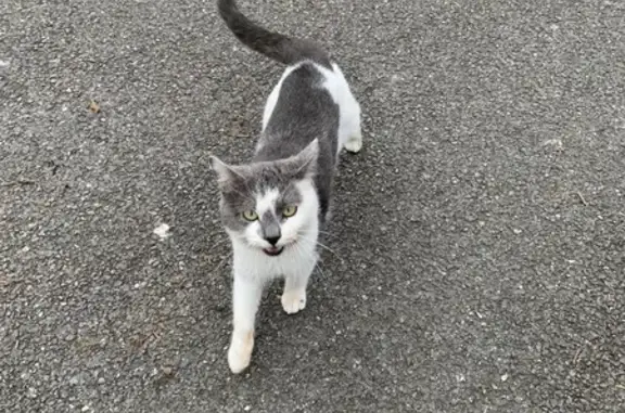 Chat gris-blanc perdu à Avion - photo