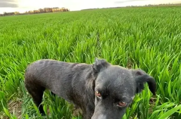 Chien noir perdu à Pissy retrouvé - photo