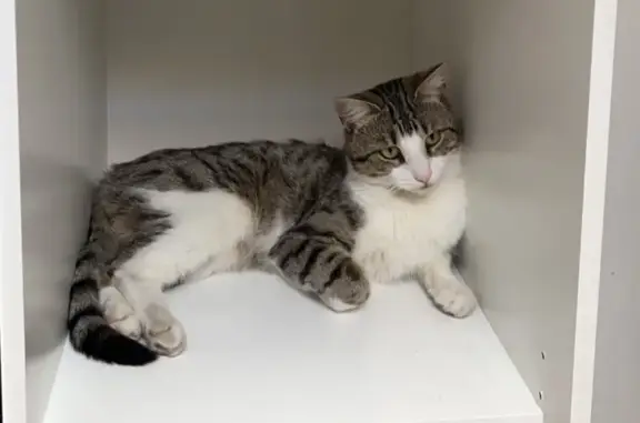 Lost Cat Alert: 3-Year-Old in CV6 - Help!