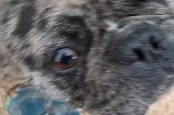 Bouledogue retrouvé à Terra - photo